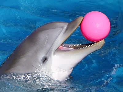 Dolphin_Ball.jpg