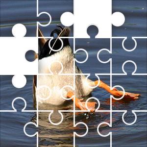 Diving Duck Crossword Clue